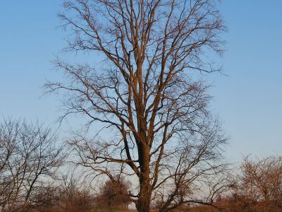 Quercia secolare