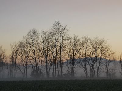 Alberi in campagna