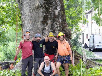 Platano monumentale: la squadra di lavoro