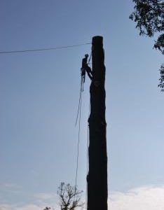 Fasi di abbattimento albero Cedrus deodara a Salò-Lago di Garda