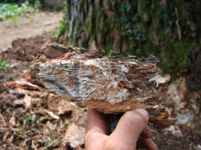 Evidenza di micelio di armillaria mellea