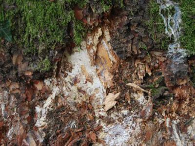 Evidenza di micelio di armillaria mellea