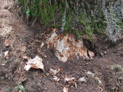 Micelio di armillaria mellea su contrafforte di Cedrus deodara