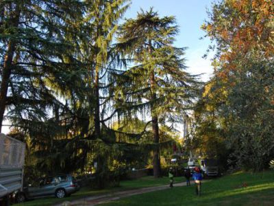 Organizzazione del cantiere -abbattimento Cedrus deodara Salò