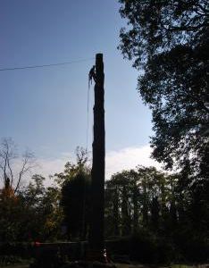 Fasi di abbattimento albero Cedrus deodara a Salò-Lago di Garda