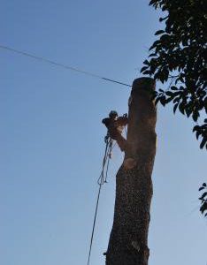 Fasi di abbattimento albero Cedrus deodara a Salò-Lago di Garda