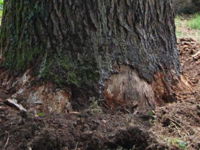 Grave attacco di armillaria mellea su Cedrus deodara