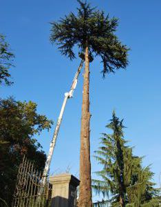 Fasi di abbattimento albero Cedrus deodara a Salò-Lago di Garda