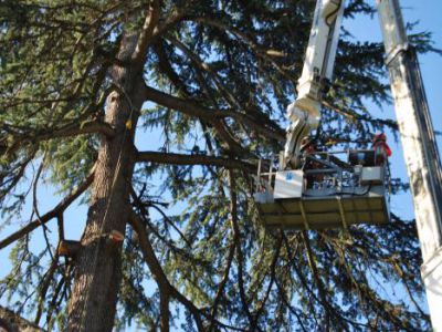 Fasi di abbattimento albero Cedrus deodara a Salò-Lago di Garda