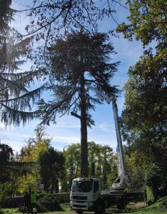 Fasi di abbattimento albero Cedrus deodara a Salò-Lago di Garda