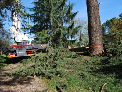 Fasi di abbattimento albero Cedrus deodara a Salò-Lago di Garda