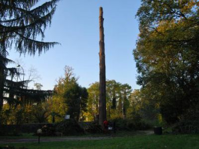 Fasi di abbattimento albero Cedrus deodara a Salò-Lago di Garda