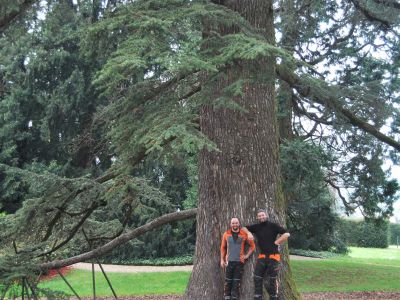 Alberi grandi