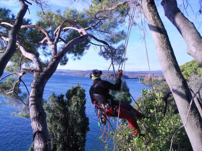 Potatura alberi in tree climbing lago di Garda