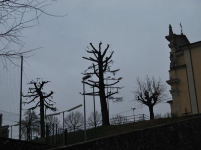 Capitozzo su cedro: la morte