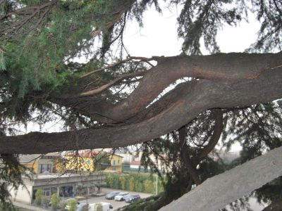 Difetti su Cedrus deodara