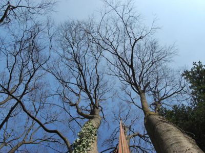 Celtis australis-bagolaro:punti di ancoraggio per tree climing