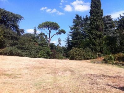 Alberi e loro struttura architettonica