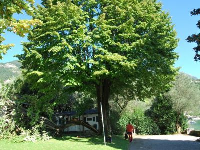 Grassa rottura di una branca di Tiglio capitozzato a seguito a forte vento sul lago di Garda