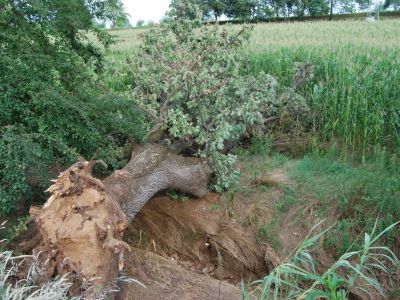 Schianto di una quercia con compromissione apparato radicale in seguito a forte temporale