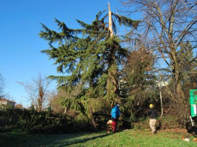 Cedro colpito da fulmine