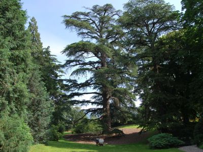 Stimolazione radicale su grande cedro