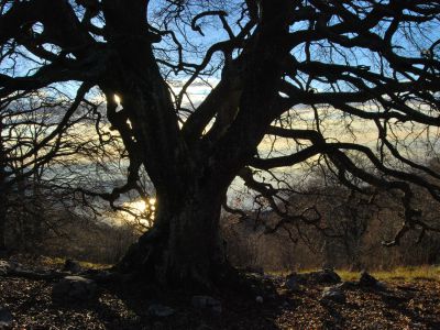 Grandi alberi