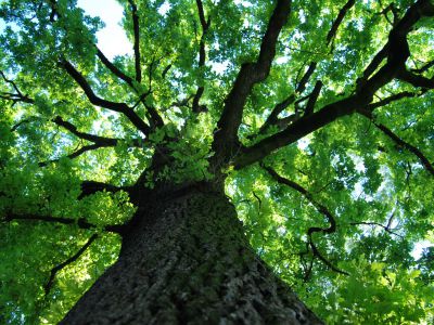 Grandi alberi