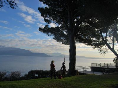 Potatura Pino domestico Lago di Garda