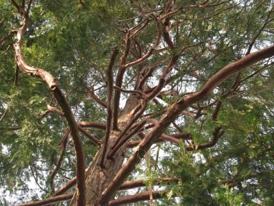 Potatura in tree climbing
