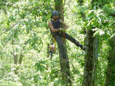 Potatura in tree climbing