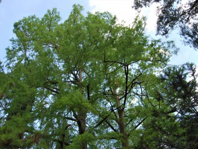 Potatura Taxodium distichum