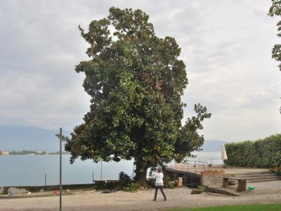 Potatura Magnolia sul Lago di Garda prima