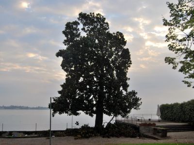 Potatura Magnolia sul Lago di Garda dopo