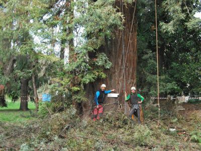 Potatura sequoia monumentale