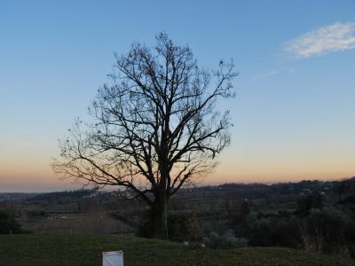 Potatura  in tree climbing quercia dopo intervento