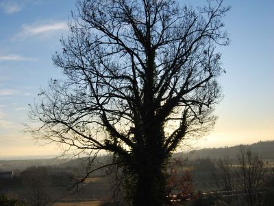 Potatura in tree climbing quercia prima