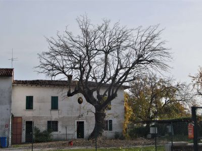 Potatura Gelso dopo intervento