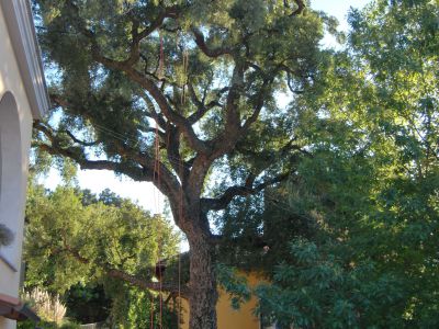 Potatura in tree climbing Quercia da sughero monumentale