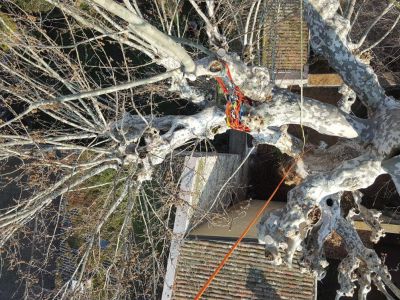 Potatura Platano  in tree climbing