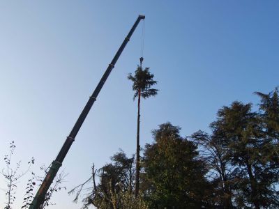 Abbattimento cedro deodara con autogru