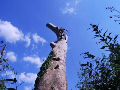 Abbattimento in tree climbing platano