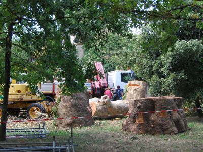 Cantiere abbattimento alberi