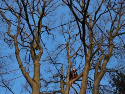 Consolidamento dinamico su Bagolaro(Celtis Australis)