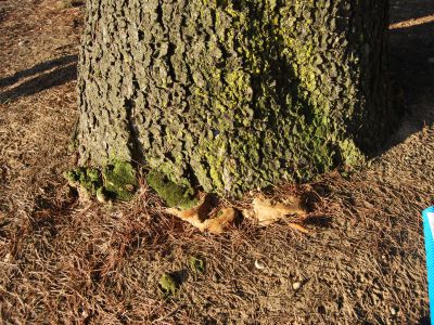 Fungo Phellinus Torulosus su cedrus deodara