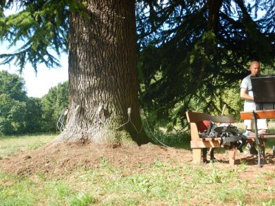 Tomografia sonica su Cedrus deodara