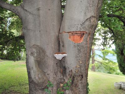 Ganoderma su Faggio