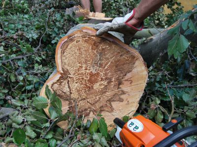 Legno degradato da funghi agente di carie