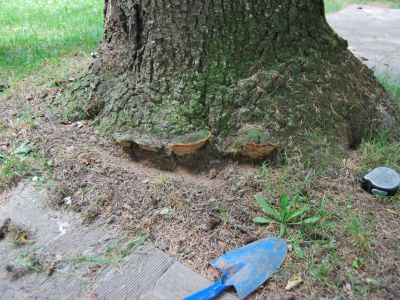 Fungo Phellinus Torulosus alla base del colletto