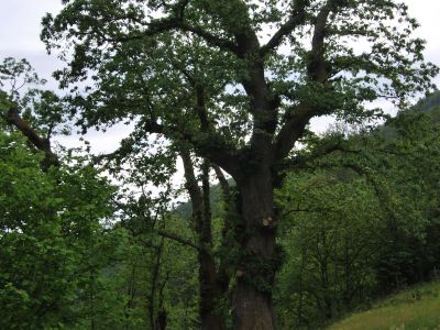 Castagno secolare Lucca